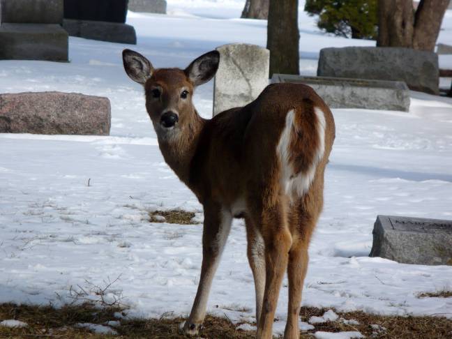 White Tail in the Snow
